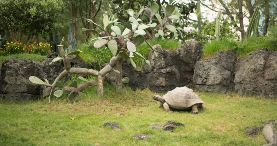 Las 20 Mejores Cosas Para Hacer En Houston