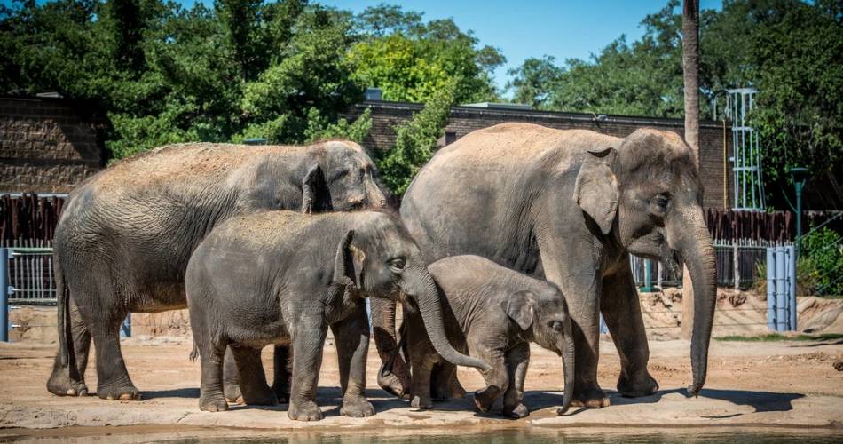 10 Mejores Cosas que Hacer en Houston con Niños