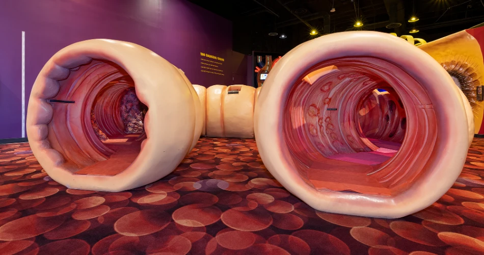 10 Museos Principales para Visitar en Houston