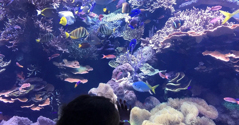 A Weekend in Houston – Travel Guide